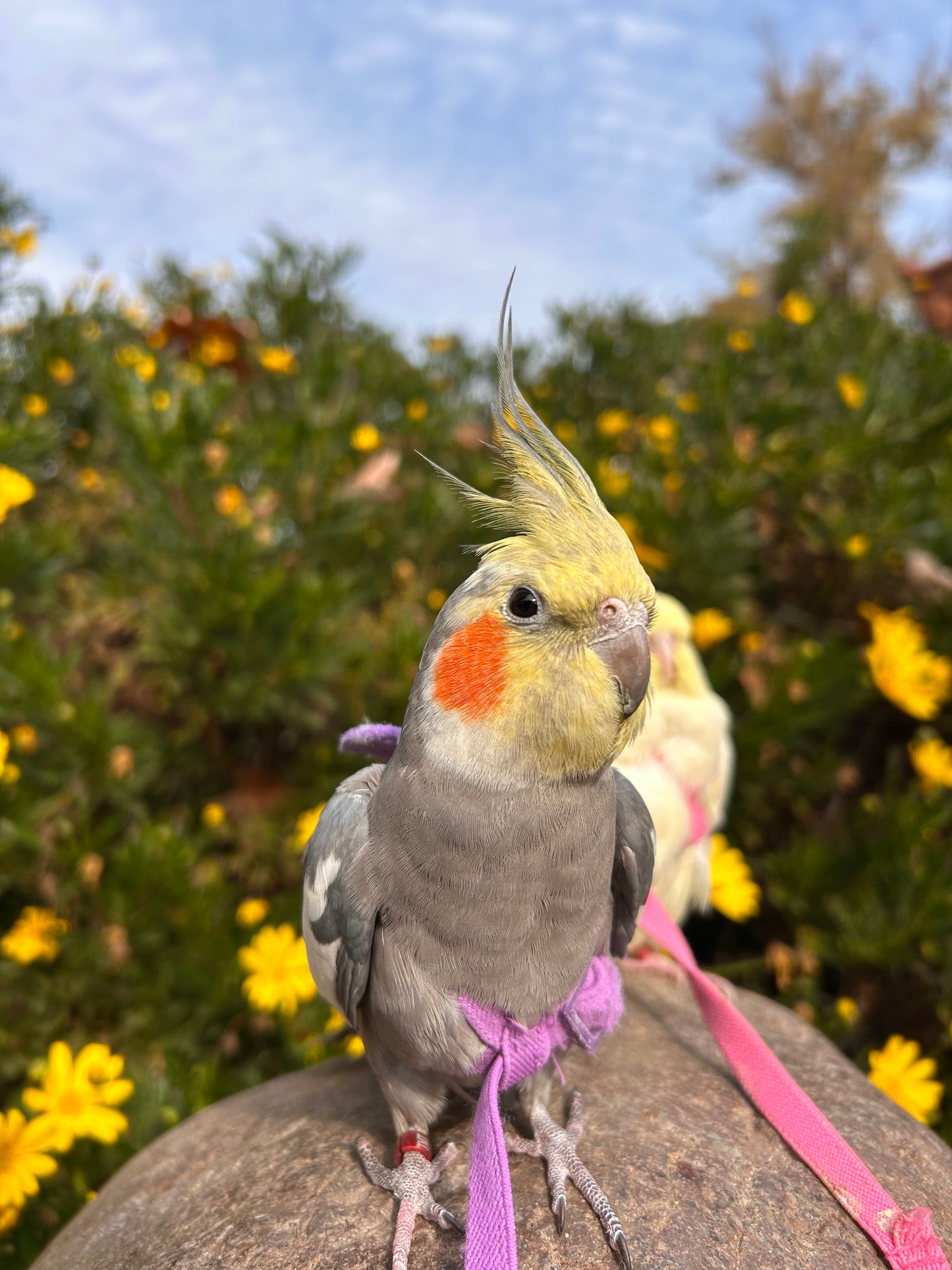 Arnes para loros talla S