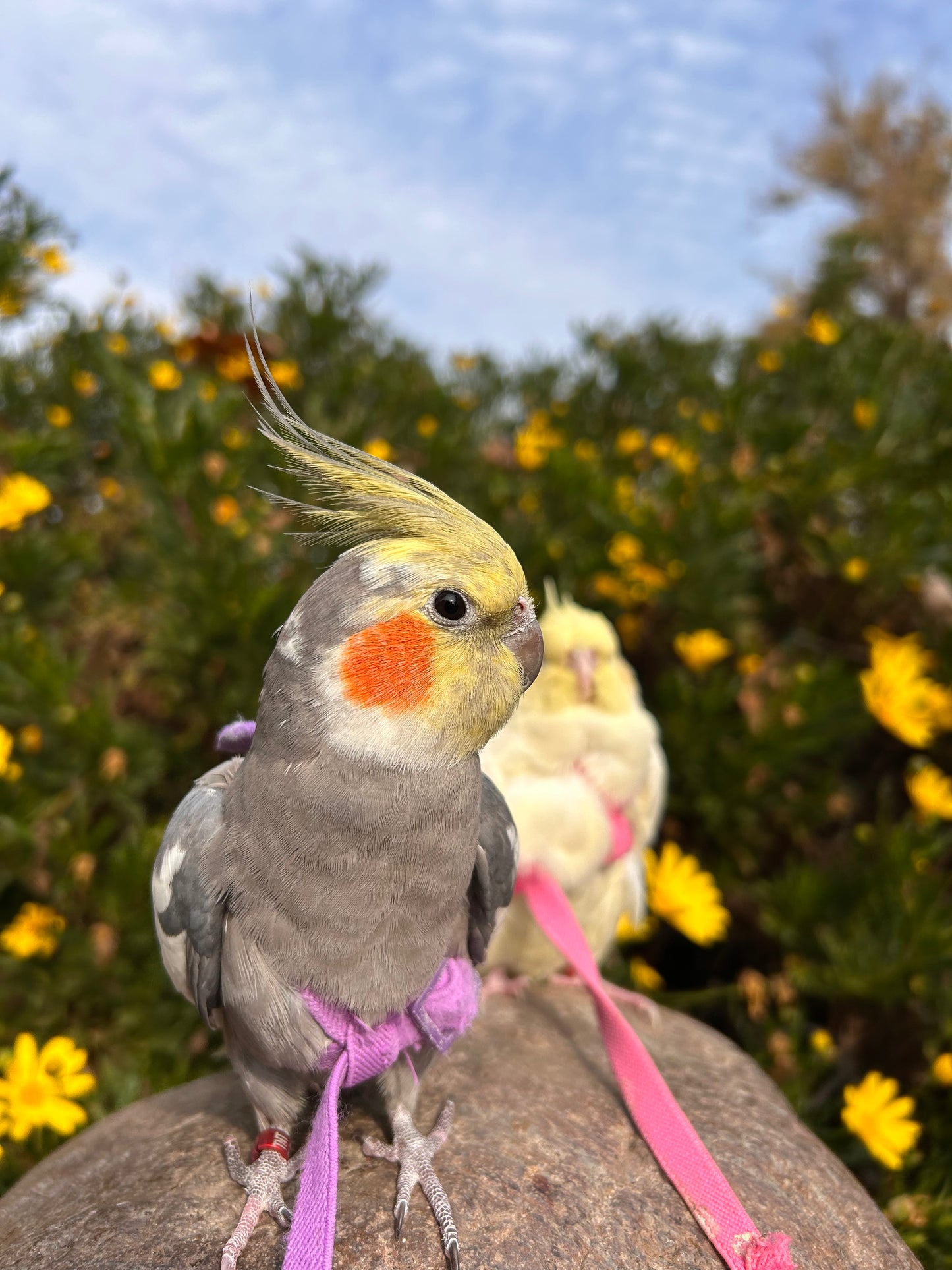 Arnes para loros talla S