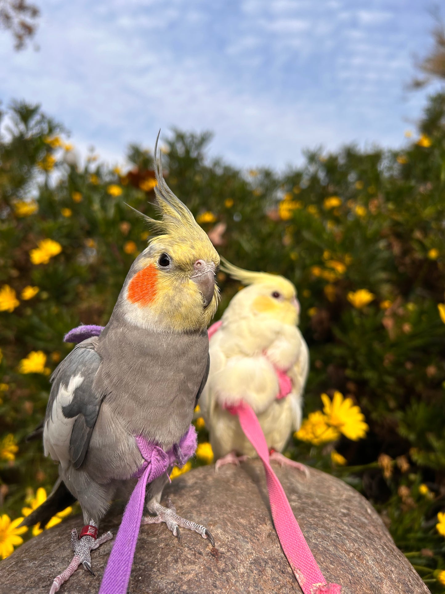 Arnes para loros talla S