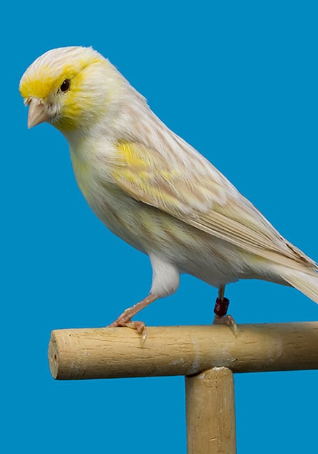 WHITE BREEDING 5 KG