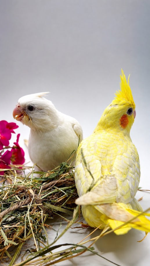 Cacatua Ninfa