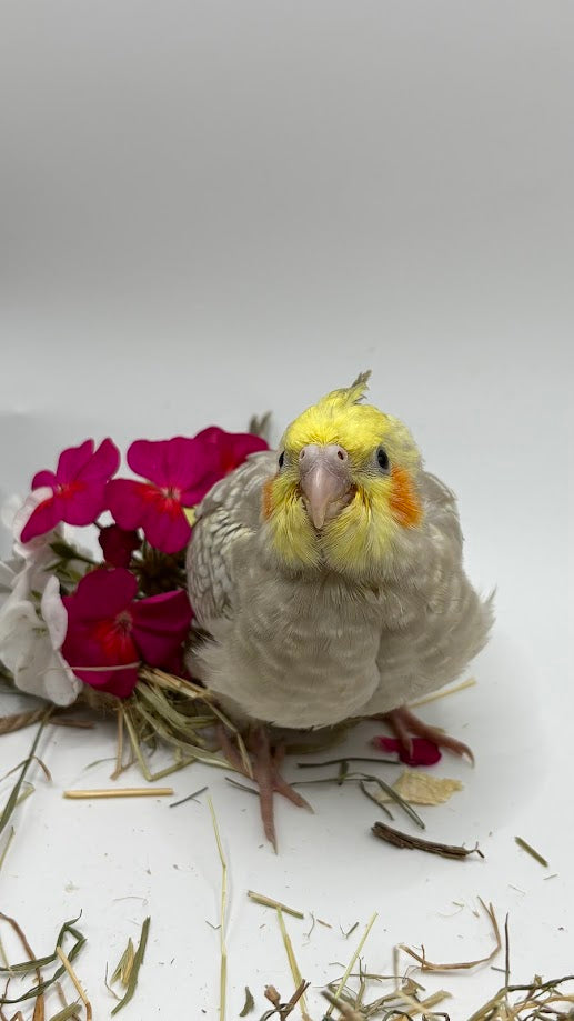 Cacatua Ninfa