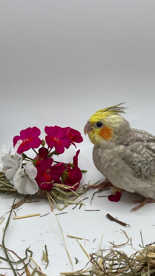 Cacatua Ninfa