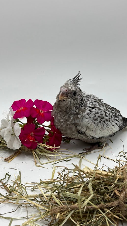 Cacatua Ninfa